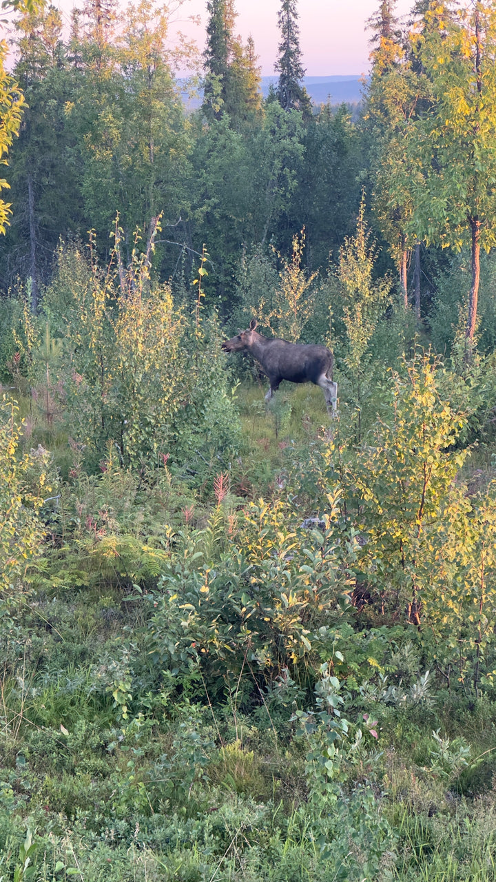 🎣 Wildnis & Wasser – 1 Woche Fliegenfischen in Nordschweden