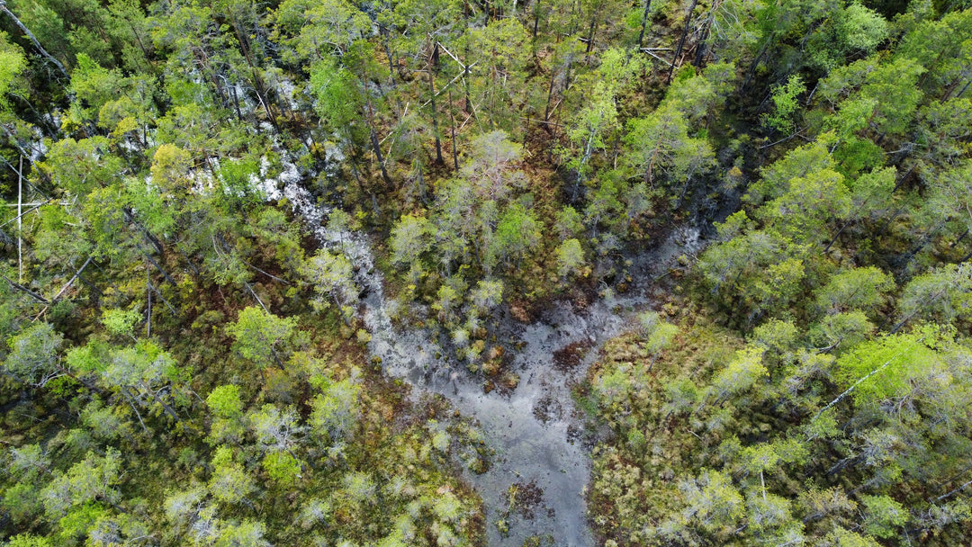 Tree In Outdoorman Hunting Area
