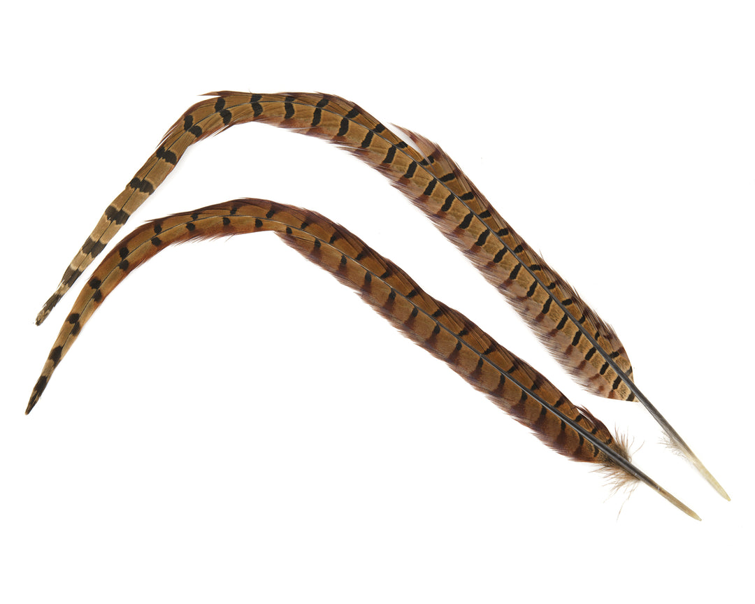 Fasanen - Schwanz Federn