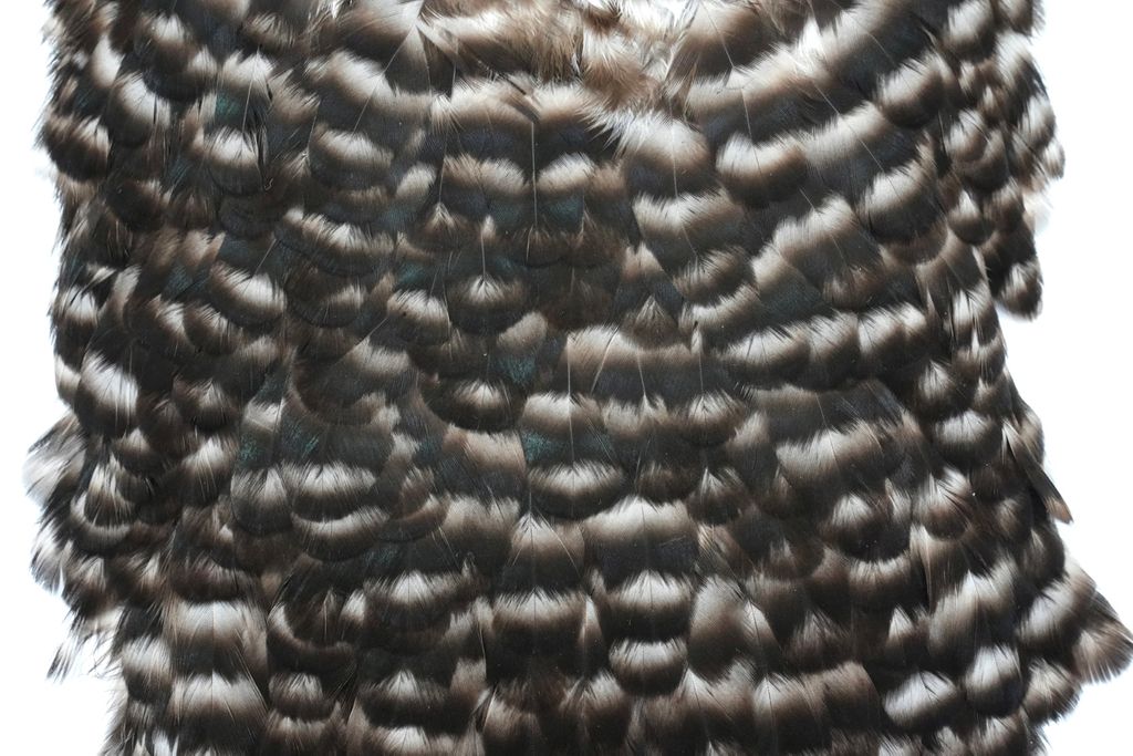 Whiting - American Hen Saddle